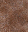 stain_color_26